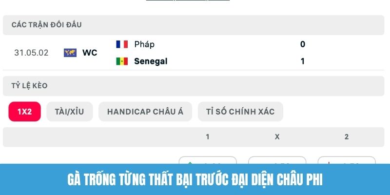 Gà trống từng thất bại trước đại diện châu Phi